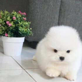 teddy bear Pomeranian for sale near me