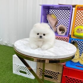 Teddy bear Pomeranian puppies for sale near me Teddy bear Pomeranian puppies for sale near me