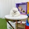 Teddy bear Pomeranian puppies for sale near me