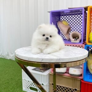 Teddy bear Pomeranian puppies for sale near me