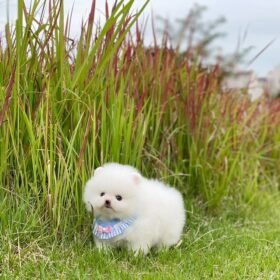 Teacup Pomeranian puppies for sale