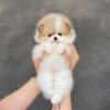pomeranian puppies price