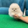 miniature Pomeranian for sale