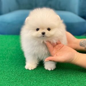 miniature Pomeranian for sale