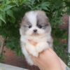 Pomeranian puppies for adoption