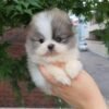 Pomeranian puppies for adoption