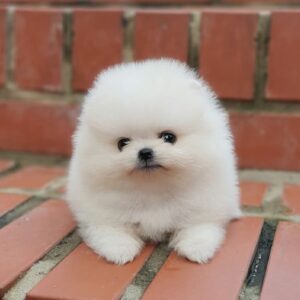 Pomeranian puppies for sale under $300