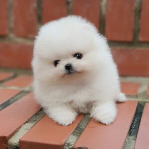 Pomeranian puppies for sale under $300