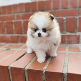 free Pomeranian puppies