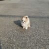free Pomeranian puppies