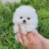 Pomeranian puppies for sale Ohio
