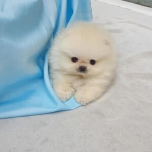Pomeranian mix puppies for sale