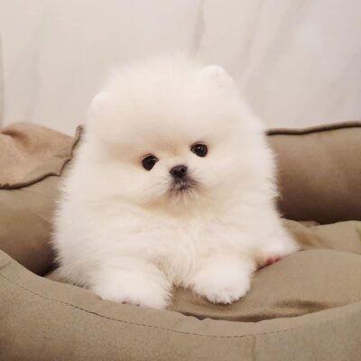 Teacup Pomeranian puppies for sale $500/Pomeranian for sale 500