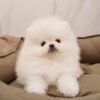 teacup pomeranian puppies for sale $500