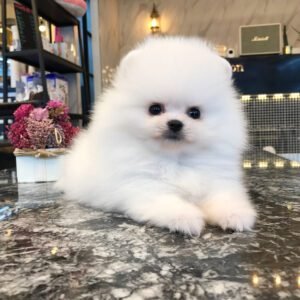 micro Pomeranian for sale