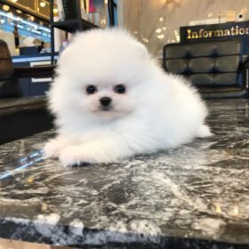 micro Pomeranian for sale micro Pomeranian for sale