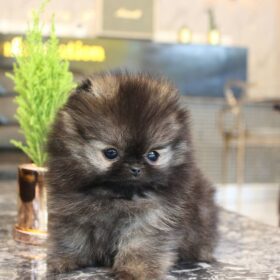 toy Pomeranian for sale