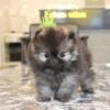 toy Pomeranian for sale