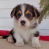 corgi puppies for sale near me