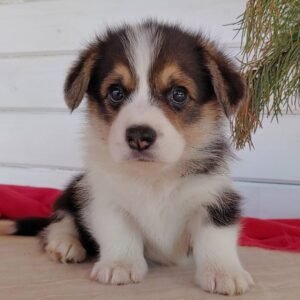 corgi puppies for sale near me