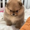 teacup Pomeranian puppies for sale near me