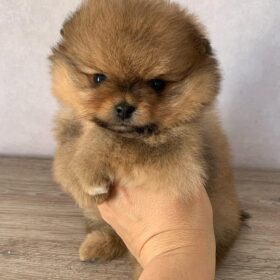 teacup Pomeranian puppies for sale near me