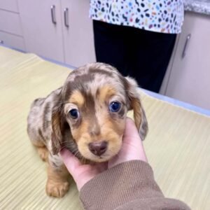 Dachshund breeders near me