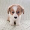 corgi puppies for sale Washington