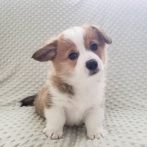corgi puppies for sale Washington
