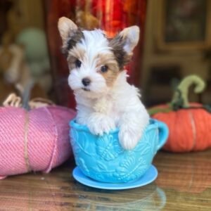 yorkies for sale