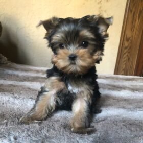 yorkie breeders near me