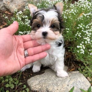 yorkie poo for sale