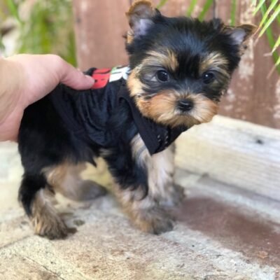 Hidden Gems Find A Teacup Yorkie For Sale Up To 400 Youll Love - vp64cpt