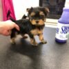yorkies for sale near me