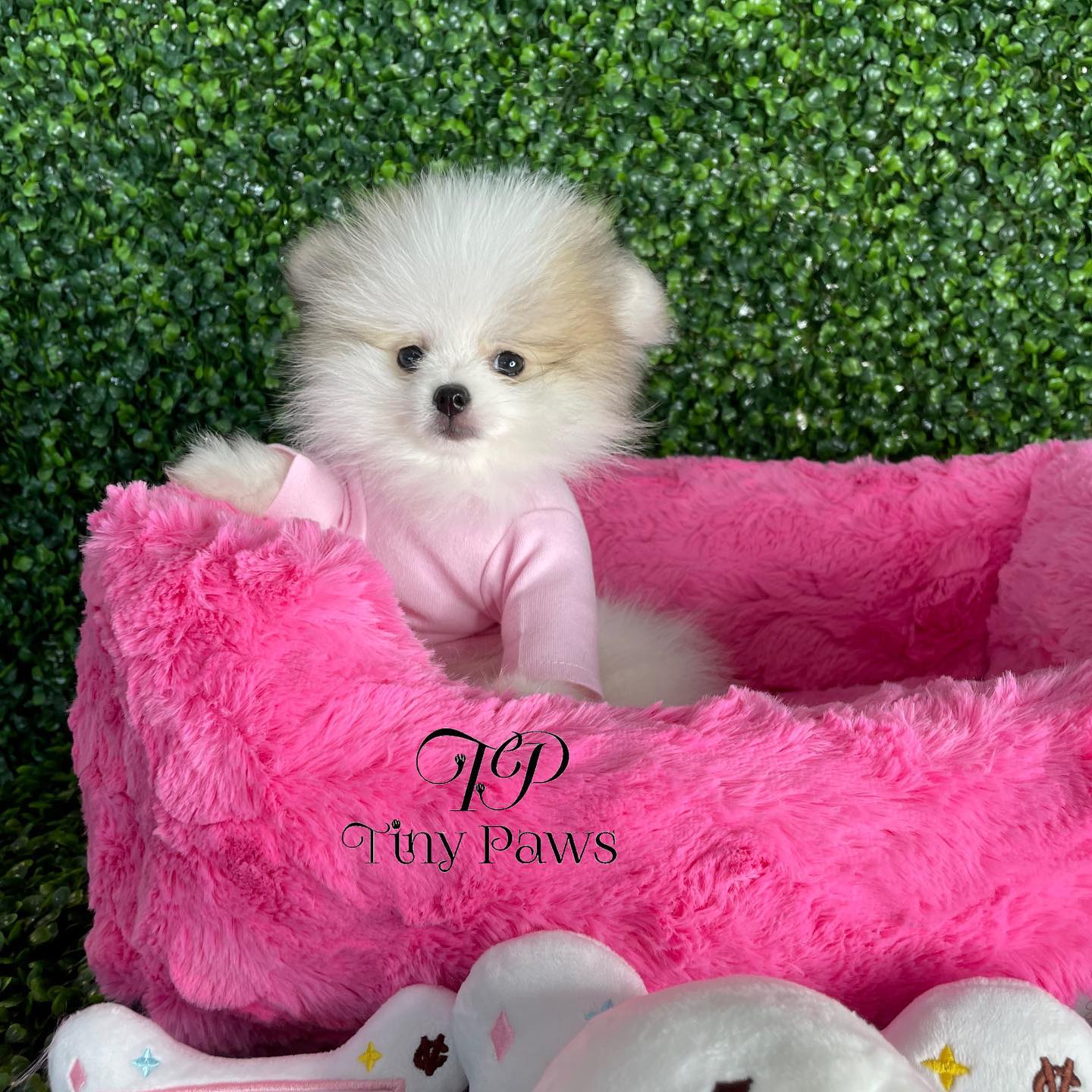 White teacup Pomeranian for sale near me/Teacup Pomeranian