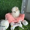 white teacup pomeranian for sale near me