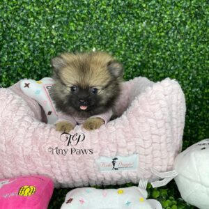 teacup Pomeranian for sale near me