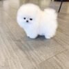 Pomeranian puppy for sale