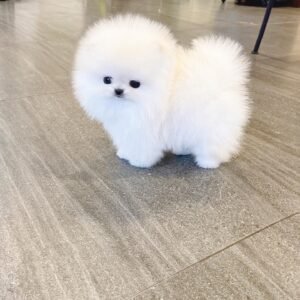 Pomeranian puppy for sale