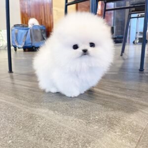 Pomeranian puppy for sale