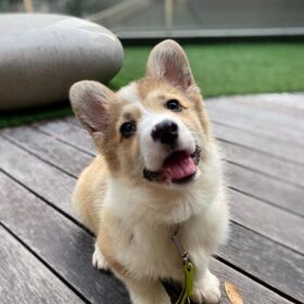 corgi puppies for sale in Ohio