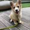 corgi puppies for sale in Ohio