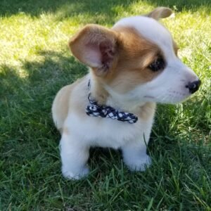 corgi puppies for sale massachusetts