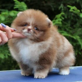  white Pomeranian puppies