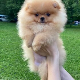 Pomeranian puppies for sale $250