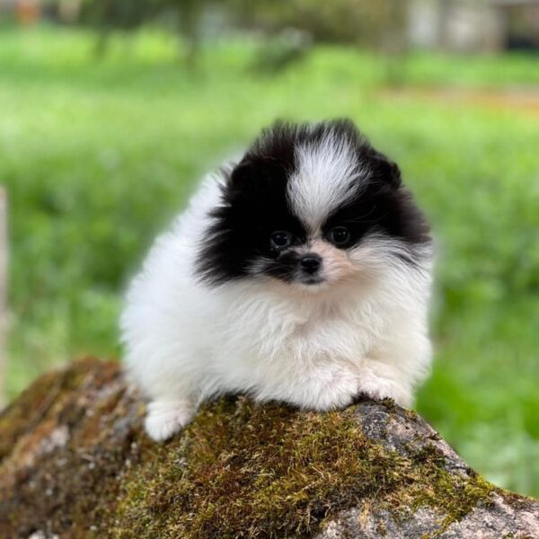 Pomeranian cute puppies