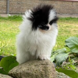 Pomeranian cute puppies