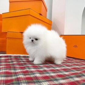 Pomeranian puppies for sale near me