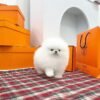 Pomeranian puppies for sale near me