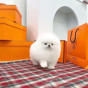 Pomeranian puppies for sale near me